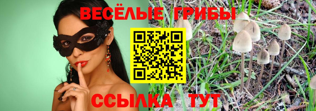 Чапаевск  Галлюциногенные грибы Psilocybine cubensis  Вход с VPN 